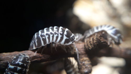 Close-up of crab