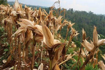 Close-up of crops on field against sky