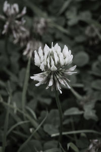 Close-up of flower blooming outdoors