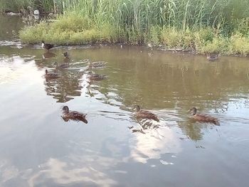 View of birds swimming in lake