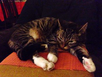 Cat sleeping on sofa