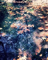 Full frame shot of wet leaves