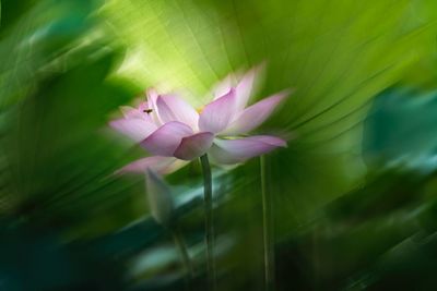 Close-up of pink lotus water lily