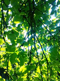 Low angle view of tree