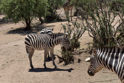 Zebra crossing in a field