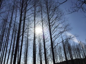 Low angle view of bare trees against sky