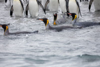 Penguins swimming in sea