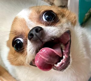 Close-up portrait of a dog