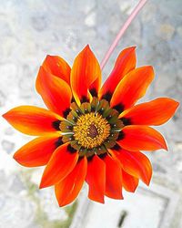 Close-up of red flower