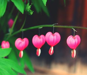 Close-up of pink flowers