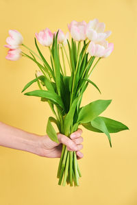 Tulip flowers bouquet in woman hand on yellow background