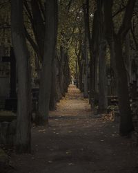 Footpath amidst trees in forest during autumn