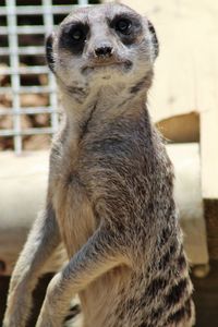 Close-up of meerkat in zoo