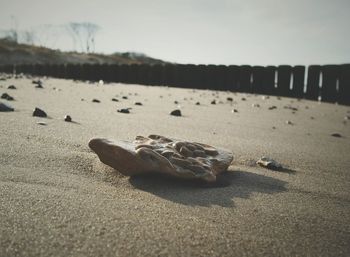 Close-up of stone on shore