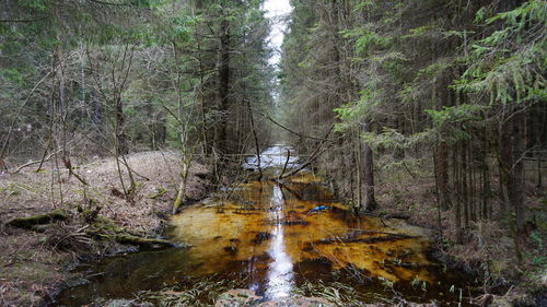 Scenic view of stream of amidst trees in forest