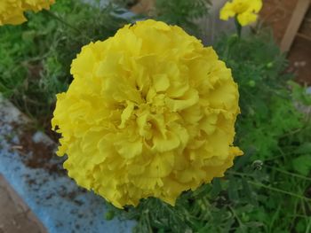 Close-up of yellow marigold flower