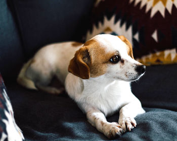 Close-up of dog relaxing on sofa at home