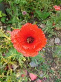 Close-up of red poppy flower