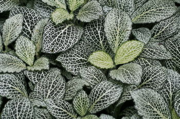 Full frame shot of leaves