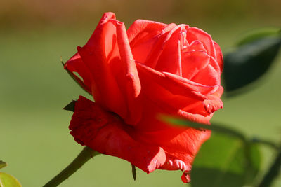 Close-up of red rose