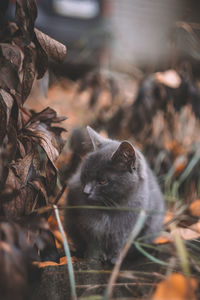 Close-up of a cat