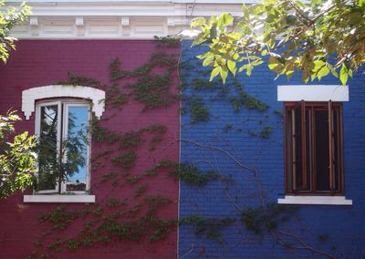 Ivy growing on house