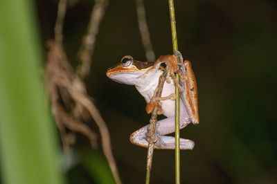 Close-up of frog on plant