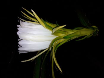 Close-up of white flower against black background