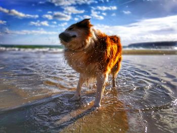 Dog running on wet shore against sky