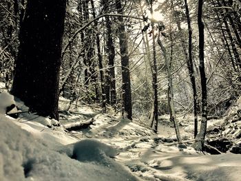 Trees in forest during winter