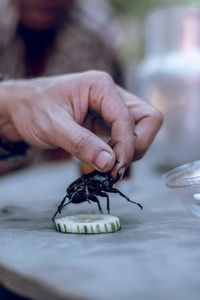 Close-up of hand holding insect