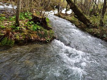 Stream flowing through forest