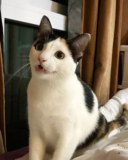 Close-up portrait of cat at home