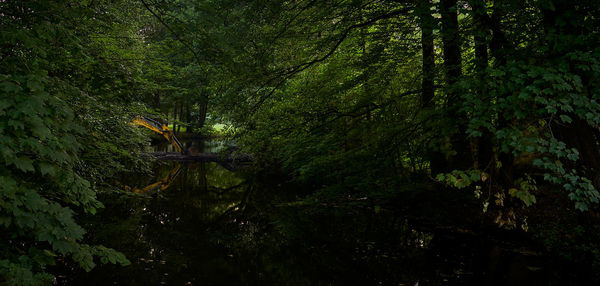 Scenic view of forest