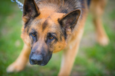 Portrait of dog on field