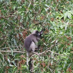 Monkey on tree in forest