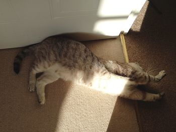 High angle view of cat sleeping at home