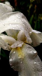Close-up of wet flower