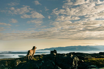 Dog standing on rock against cloudy sky during sunset