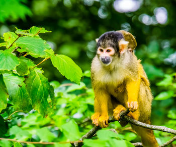 Monkey sitting on branch