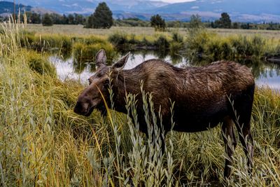 Sheep standing in a field