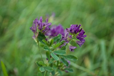 Purple flowers blooming outdoors
