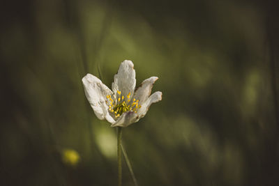Close-up of white flowering plant