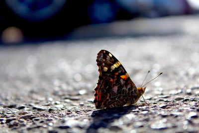 Close-up of butterfly on ground