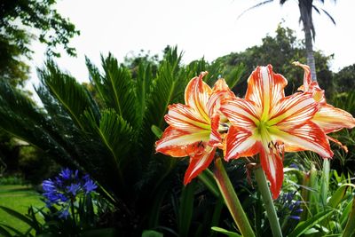 Close-up of red flowers