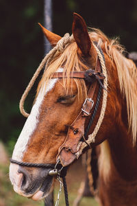 Close-up of horse in ranch