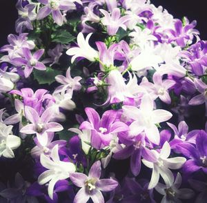 Close-up of purple flowers