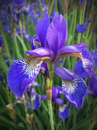 Close-up of purple flowers blooming