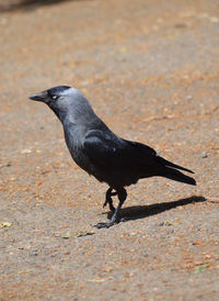 Close-up of a bird
