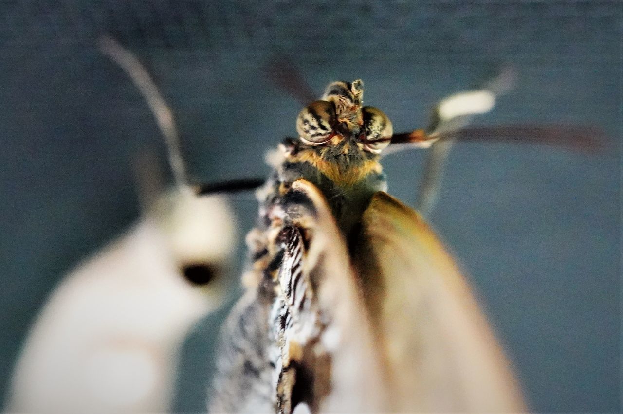 CLOSE-UP OF INSECT ON PLANT AT RED FLOWER